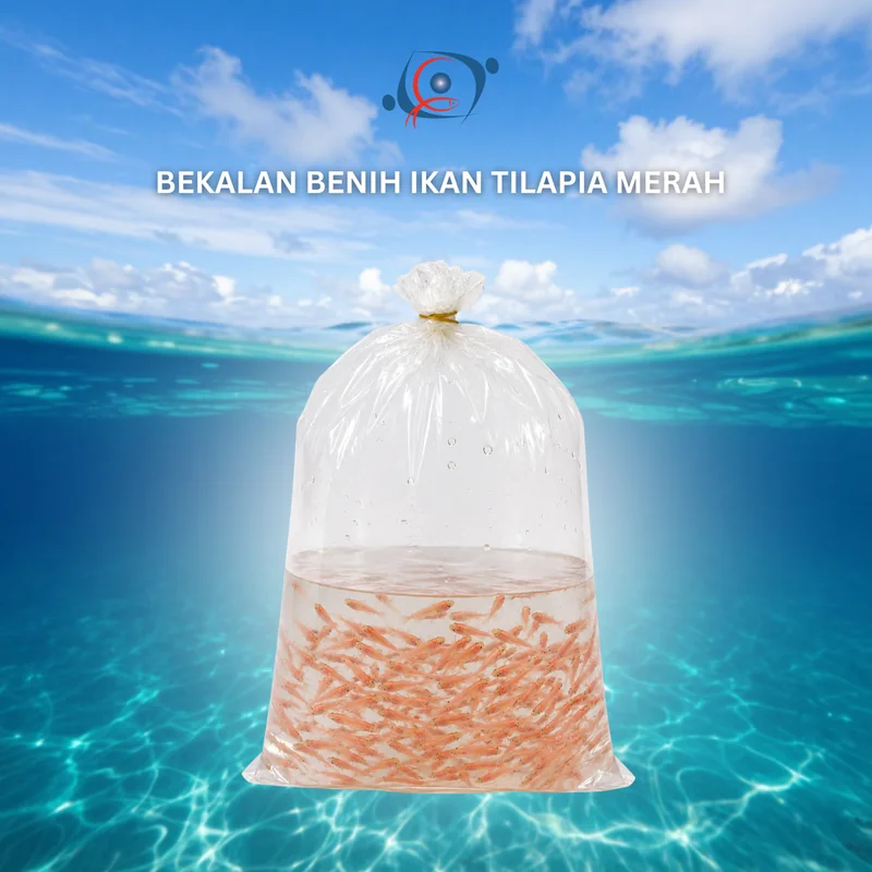 Benih Ikan Tilapia